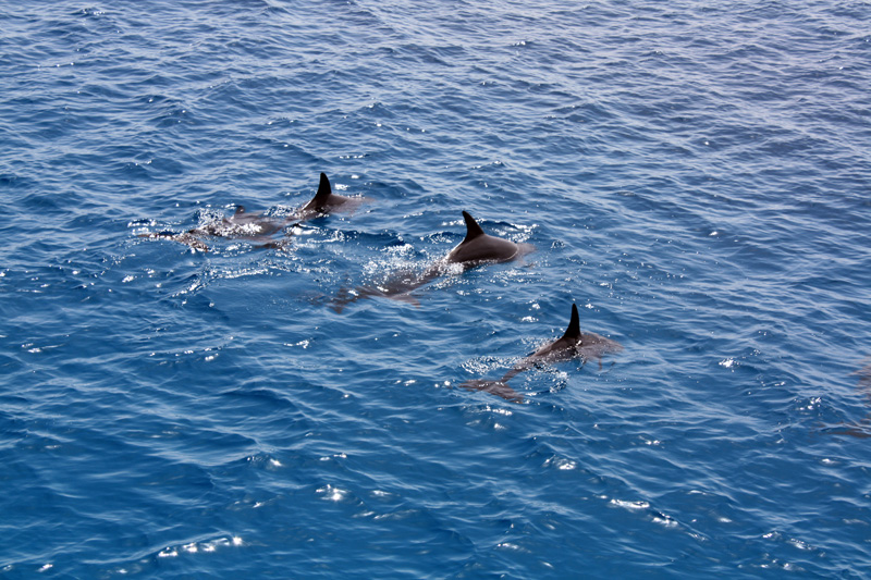 Дельфины в красном море